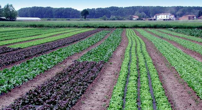 Come aprire un’azienda agricola biologica